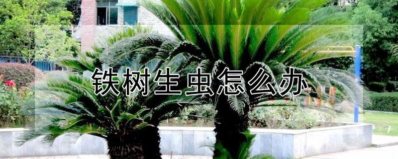铁树生虫怎么办 铁树新叶生虫怎么办
