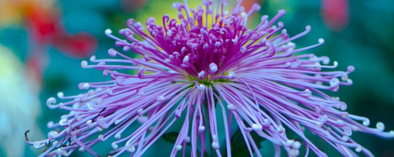 菊花啥时候开 菊花啥时候开花