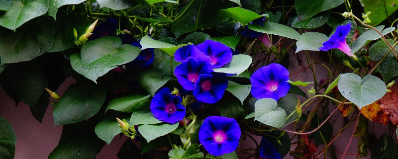 牵牛花种子发芽到开花要多久 牵牛花播种后多久发芽