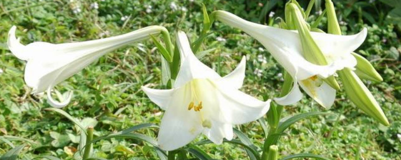 麝香百合有毒吗 麝香百合有香味吗