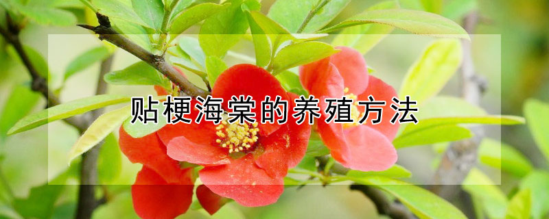 贴梗海棠的养殖方法 贴梗海棠的养殖方法和注意事项