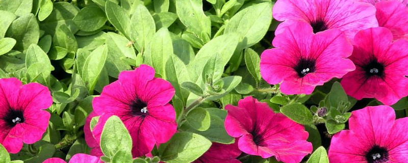 适合新手养的花种子（新手种花种子入门建议）