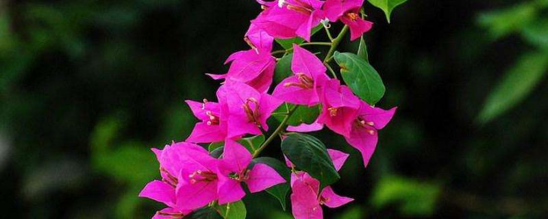 三角梅用什么肥料催花（催三角梅开花什么肥最好）