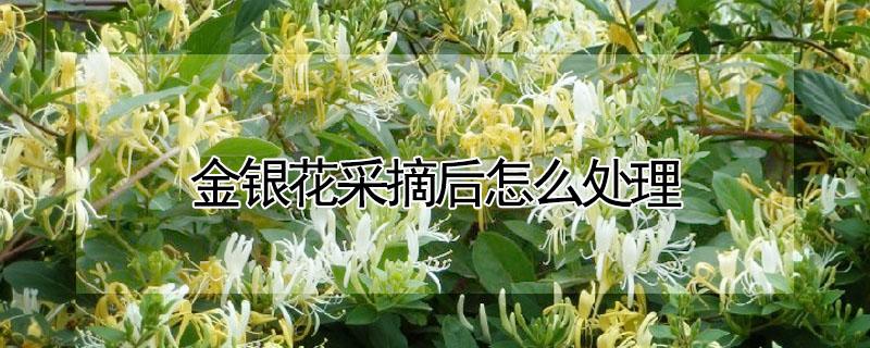 金银花采摘后怎么处理（金银花采摘后怎么处理,刚摘的金银花怎么处理）