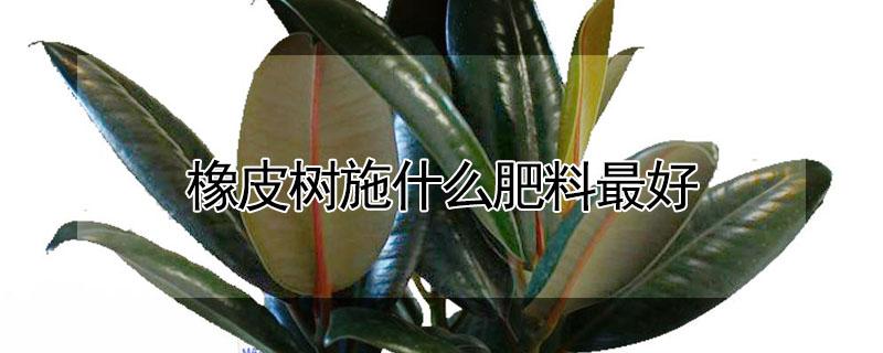 橡皮树施什么肥料最好（橡皮树用施肥吗）