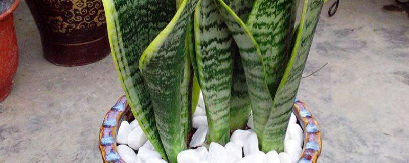 怎样促使虎皮兰冒新芽（虎皮兰怎样才能冒新芽）