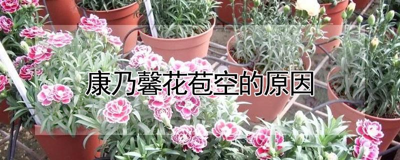 康乃馨花苞空的原因(康乃馨花花苞空的枯萎)