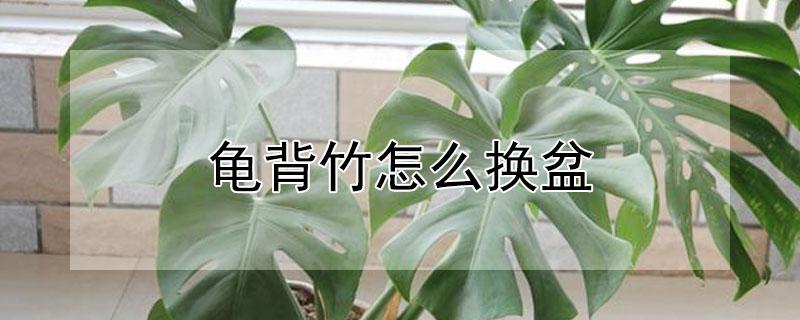 龟背竹怎么换盆 龟背竹怎么换盆换土