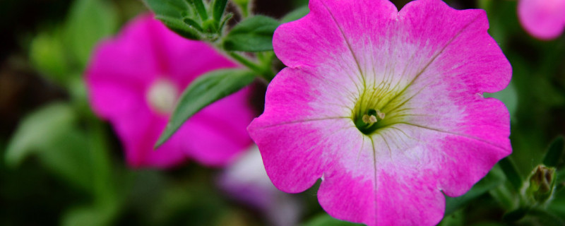 室外怎么养牵牛花（牵牛花可以室内种植吗）