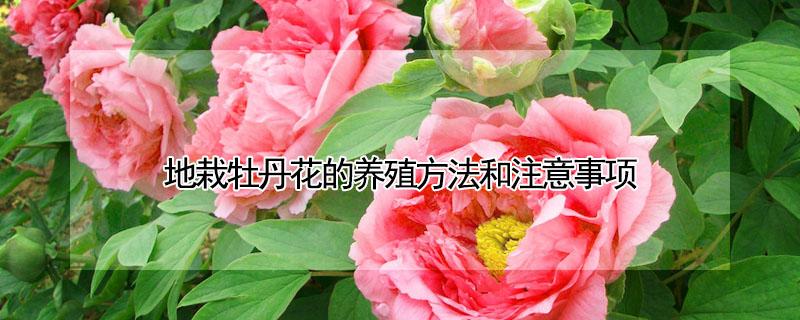 地栽牡丹花的养殖方法和注意事项 地栽牡丹花的种植方法及养护