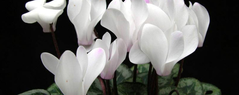 仙客来小苗怎么养 仙客来的小苗咋样养