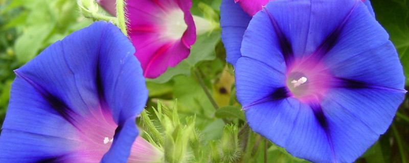 牵牛花种子怎么水培（如何培育牵牛花种子）