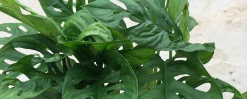 龟背竹如何打顶(龟背竹怎样打顶发侧芽)