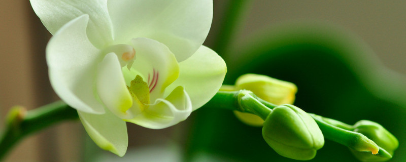 刚栽的蝴蝶兰要浇水吗 蝴蝶兰每次浇水都要浇透吗