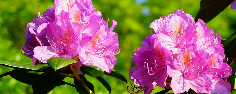 杜鹃花花苞期如何护理（杜鹃花花苞期怎么养护）