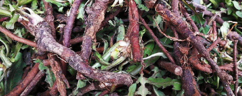 蒲公英根是越粗越好么 蒲公英根粗跟好还是细根好