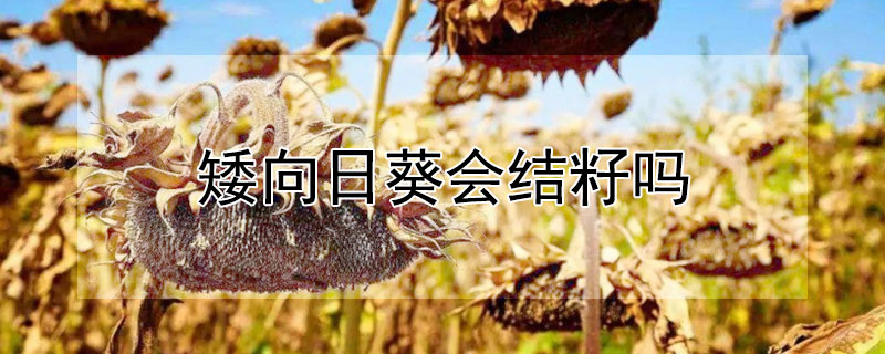 矮向日葵会结籽吗 矮向日葵会结种子吗