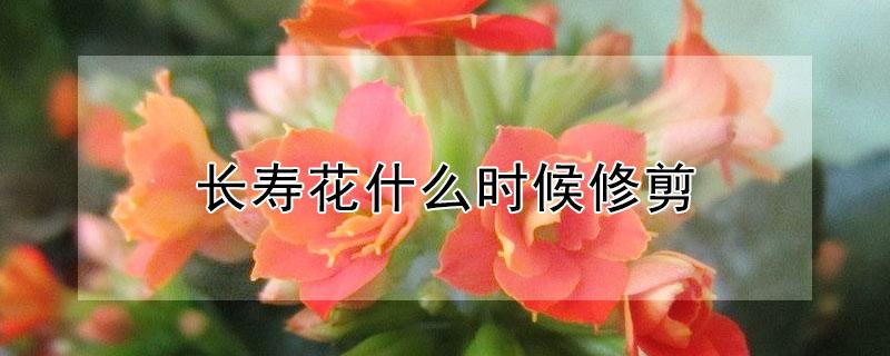 长寿花什么时候修剪（长寿花什么时候修剪什么时候开花）
