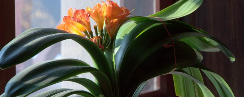 君子兰寿命 君子兰寿命的调查报告