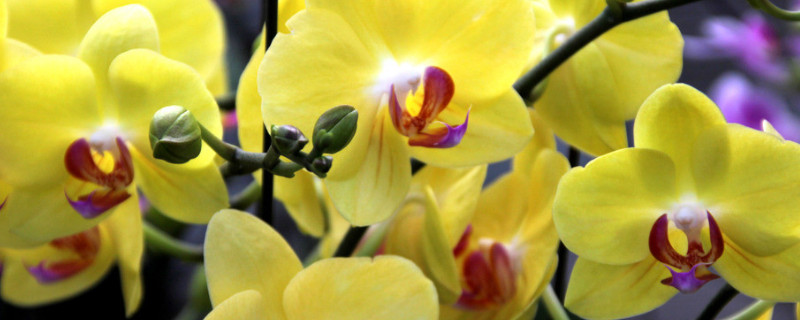 蝴蝶兰怎么浇水多长时间一浇（蝴蝶兰多久浇一次水,怎么浇）