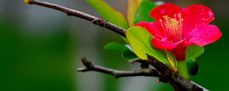 浇杜鹃花加多少醋合适（浇杜鹃花用什么醋）