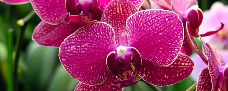 蝴蝶兰是怎么培育出来的（蝴蝶兰怎么培养和繁殖）