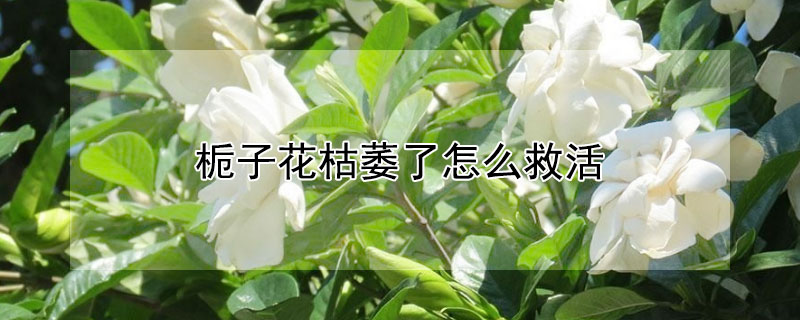 栀子花枯萎了怎么救活（栀子花快枯萎了怎么救活）
