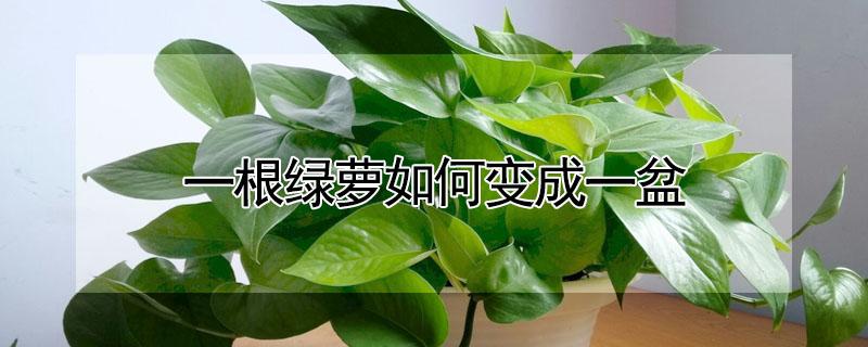 一根绿萝如何变成一盆(绿萝一株怎么能长一盆)