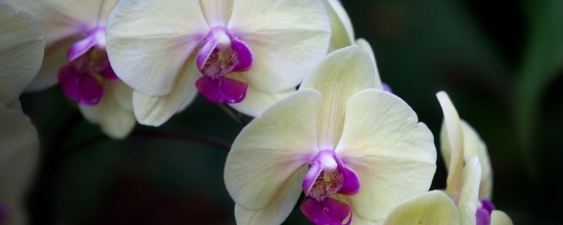 蝴蝶兰夏天能晒吗 蝴蝶兰能日晒吗