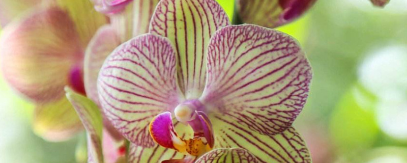 蝴蝶兰怎么看出要开花（蝴蝶兰是怎么开花的简短介绍）