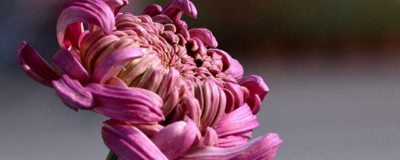 菊花家庭养殖方法(菊花养殖方法 盆栽)