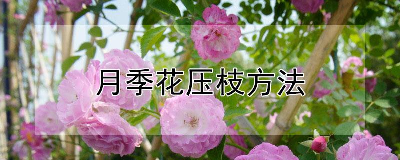 月季花压枝方法 月季花怎么压枝条