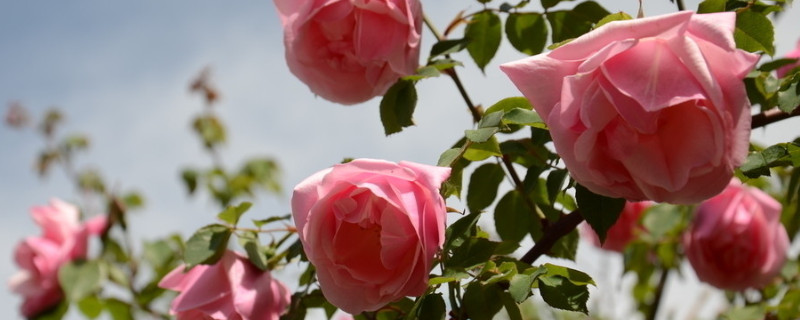 蔷薇从发芽到开花需要多久（蔷薇花从幼苗到开花需要多久）