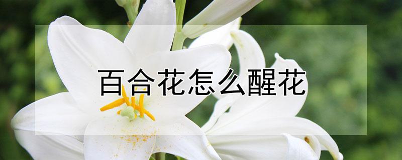 百合花怎么醒花（百合花怎么醒花方法）