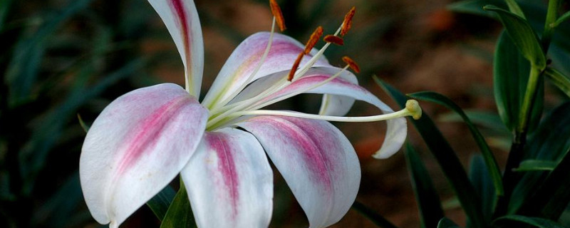 如何让百合花长得矮壮(百合花怎么矮化)