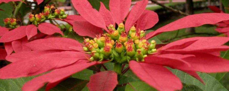 一品红和一串红是一样的吗 一品红是什么样的