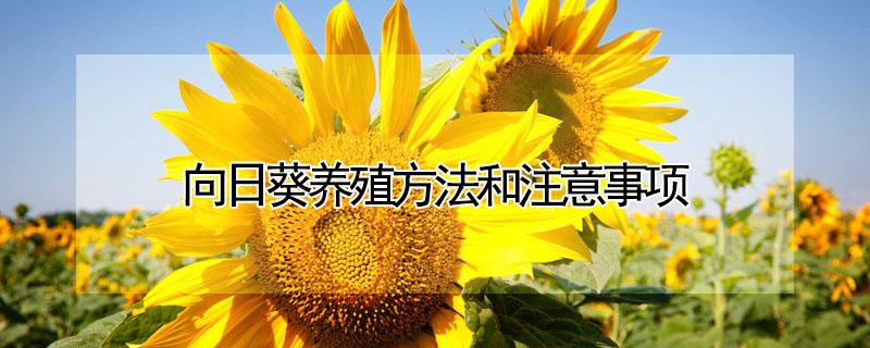 向日葵养殖方法和注意事项 向日葵养殖方法和注意事项有哪些