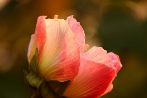 芙蓉花要几年才能开花