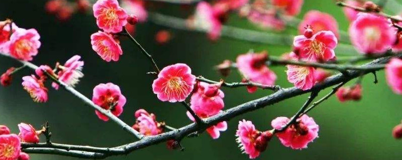 梅花养殖的方法和注意事项（梅花养植方法和注意事项）