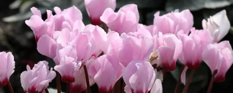 水培仙客来枯萎了怎么办啊(水培水仙花枯萎后怎么处理)