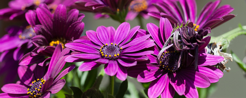 紫罗兰喜阳吗 紫罗兰喜阴还是喜阳光