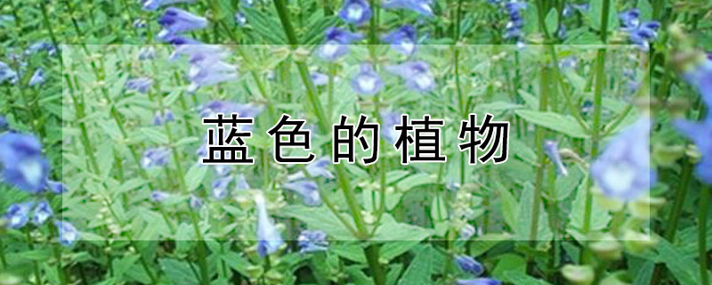 蓝色的植物 蓝色的植物奇怪的冰有关怎么做