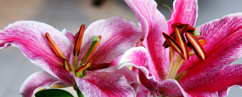 百合种球不发芽怎么办（百合种球无芽怎么处理）