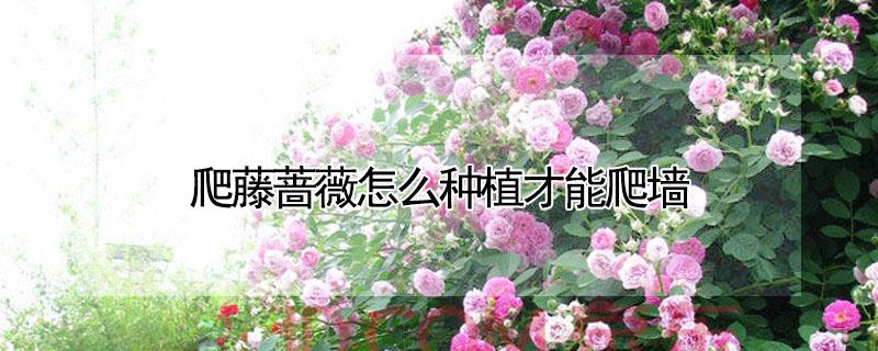 爬藤蔷薇怎么种植才能爬墙（蔷薇花如何爬藤）