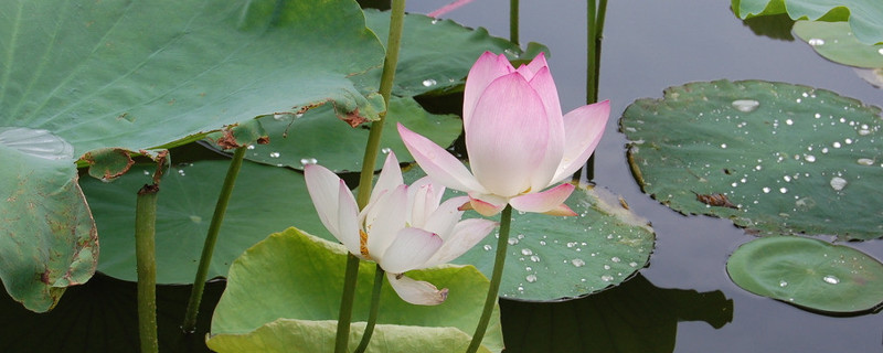 盆栽荷花的种植方法和注意事项（种植荷花的基本步骤）