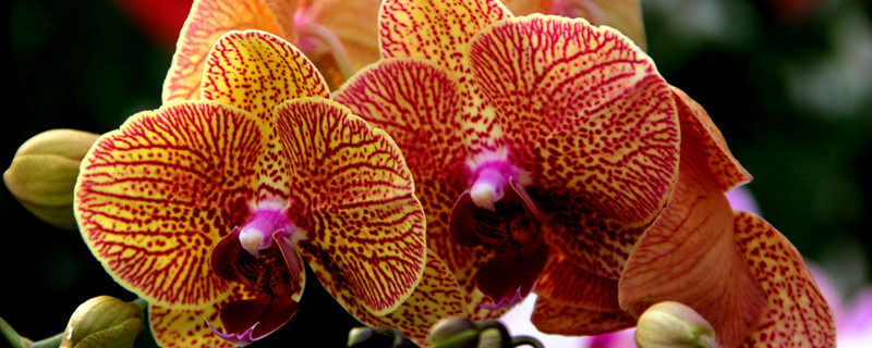 花期蝴蝶兰家庭养法 最简单蝴蝶兰家庭养法冬季