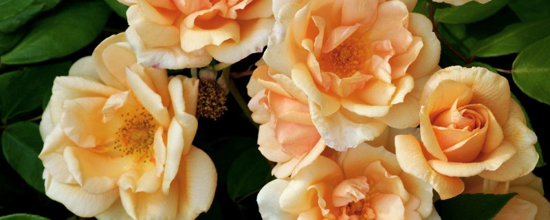 蔷薇花好养吗（蔷薇花好不好养活）