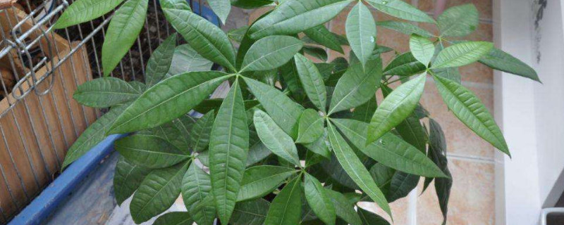 发财树夏天怎么养（发财树夏天怎么养护）