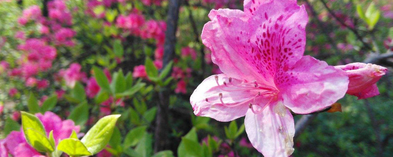 杜鹃花怎么修剪才能让花苞长的多(如何修剪杜鹃花徒长的枝)