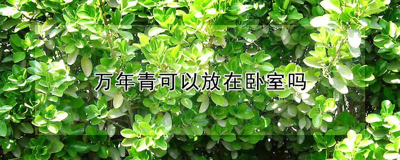 万年青可以放在卧室吗 紫背万年青可以放在卧室吗